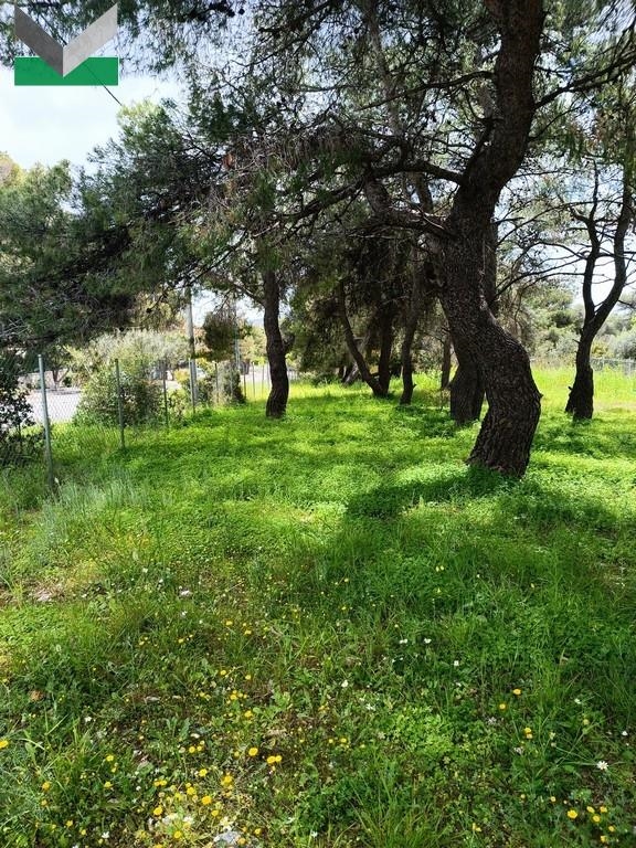 (Προς Πώληση) Αξιοποιήσιμη Γη Οικόπεδο || Ανατολική Αττική/Θρακομακεδόνες - 1.005 τ.μ, 350.000€ 