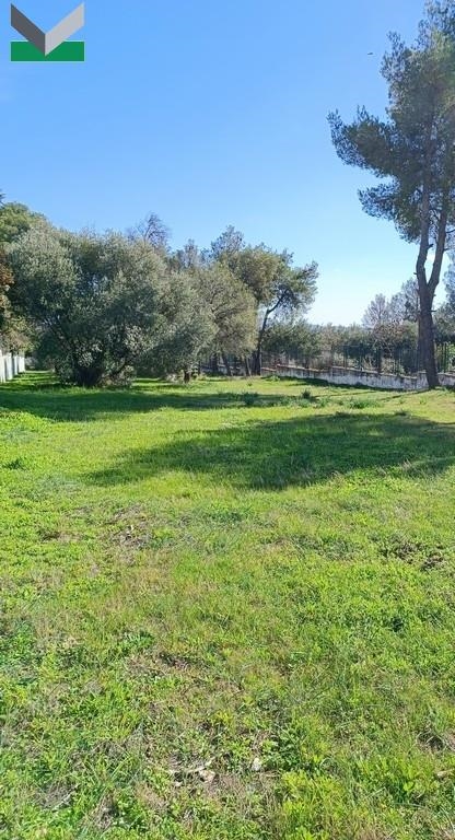 (For Sale) Land Plot || East Attica/Thrakomakedones - 1.050 Sq.m, 300.000€ 