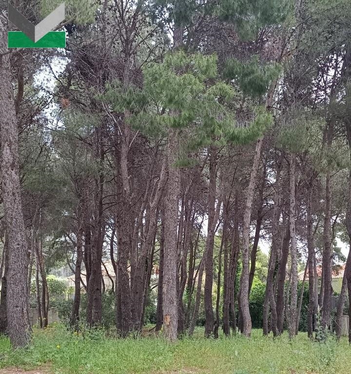 (For Sale) Land Plot || East Attica/Thrakomakedones - 1.013 Sq.m, 330.000€ 