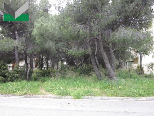 (For Sale) Land Plot || East Attica/Thrakomakedones - 1.003 Sq.m, 240.000€ 