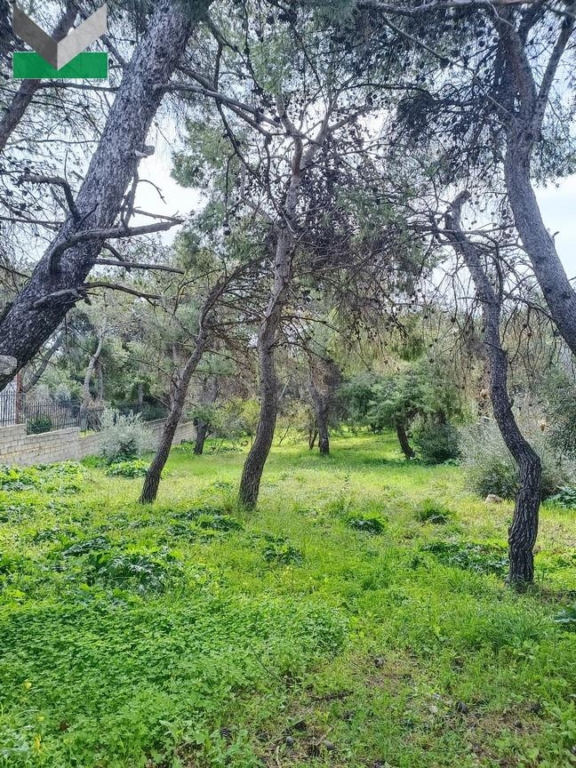 (For Sale) Land Plot || East Attica/Thrakomakedones - 1.005 Sq.m, 280.000€ 